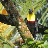 koro toucan